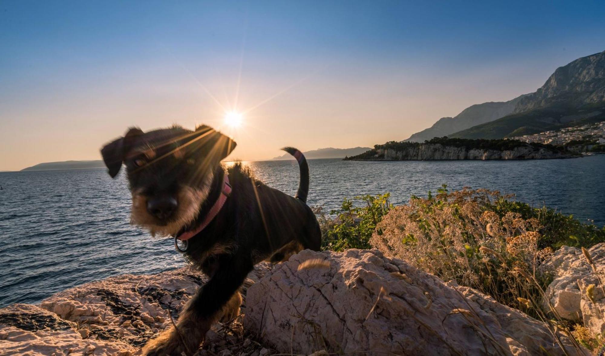 Studio Apartmani Ivanda Makarska Buitenkant foto